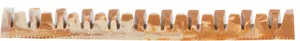 Denta Fun Veggie Kieferknochen, Knochen „Kiefer“, 22 cm, 85 g